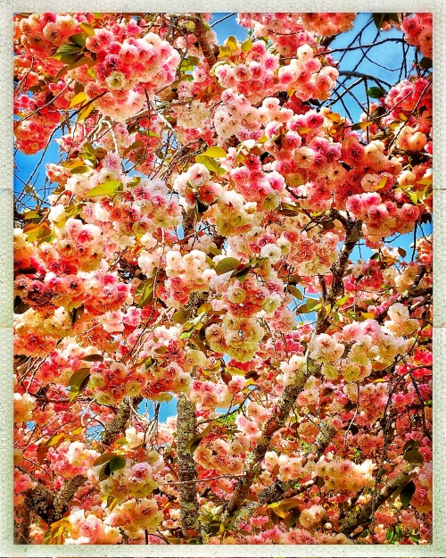 Cherry Blossoms At Filoli Estate Gardens, Woodside CA ( Shot With Hipstamatic Lens On IPhone