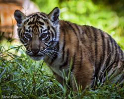 llbwwb:  Beautiful Sumatran Tiger Cub (by Steve Wilson - over 2 million views Thanks !!)