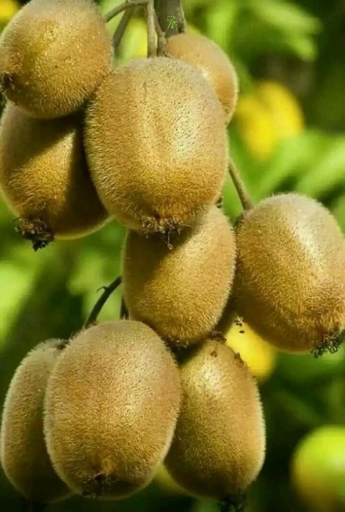 redsteroo:Lychees??  If so….YUM!  :o)