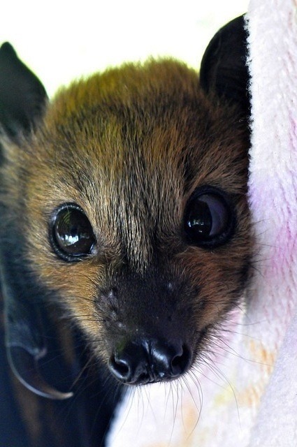 gothic-culture:  Bats are the second-most speciose group of mammals, after rodents. The