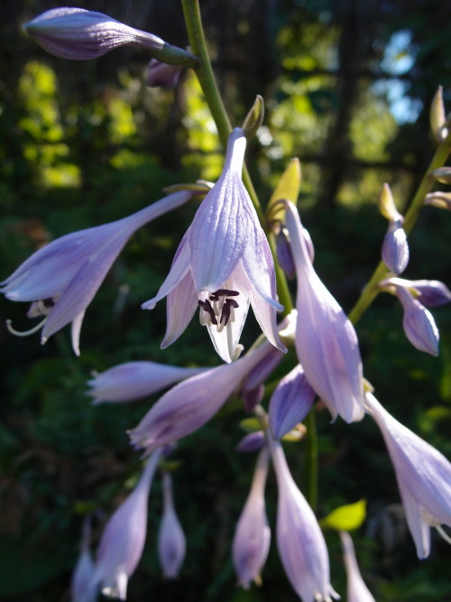 Hosta — plantain lily