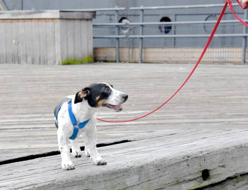 seespotrescued:  Hold On to Chynna Phillips! Chynna is a four-month-old, 20-pound (currently) Basset