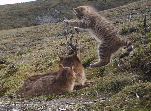 why-animals-do-the-thing: New footage of the elusive Chinese Mountain Cat!  (Image Credits: Sha