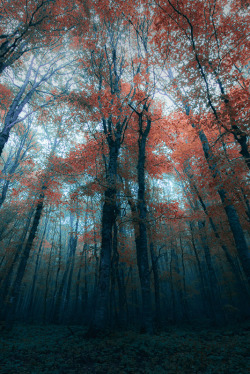 l0stship:  Dark forest / source - by Ognen Bojkovski