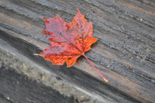 Leaf on the first day of snow in Traverse City, MI. This was on the stairs of a scenic overlook that