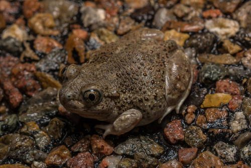 toadschooled:The New Mexico spadefoot toad [Spea multiplicata] is a tiny frog found in Mexico and th