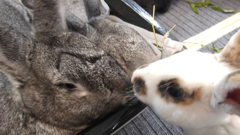 fortunas-sands:  Some of the bunny pictures from the Georgia House Rabbit Society’s