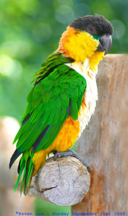 Beady eyes Species: Black-headed caique (Pionites melanocephalus) (Source)