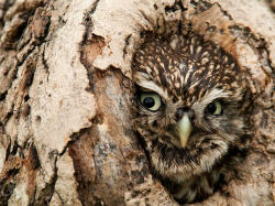 featheroftheowl:   	Little Owl by joshua.rinas    