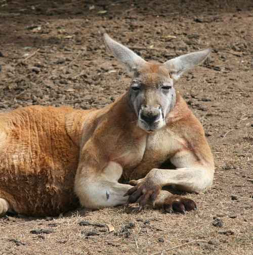 A recent study showed that male kangaroos with large forelimbs are more attractive to females, and m