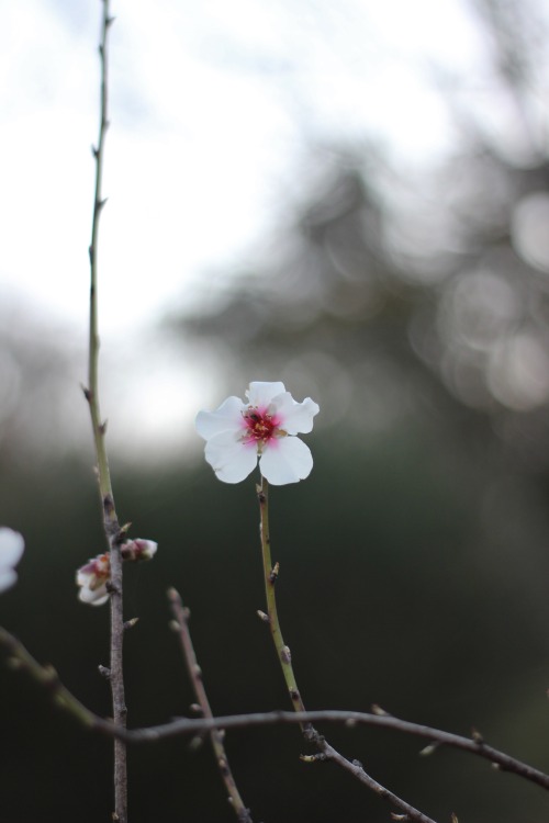 almond tree