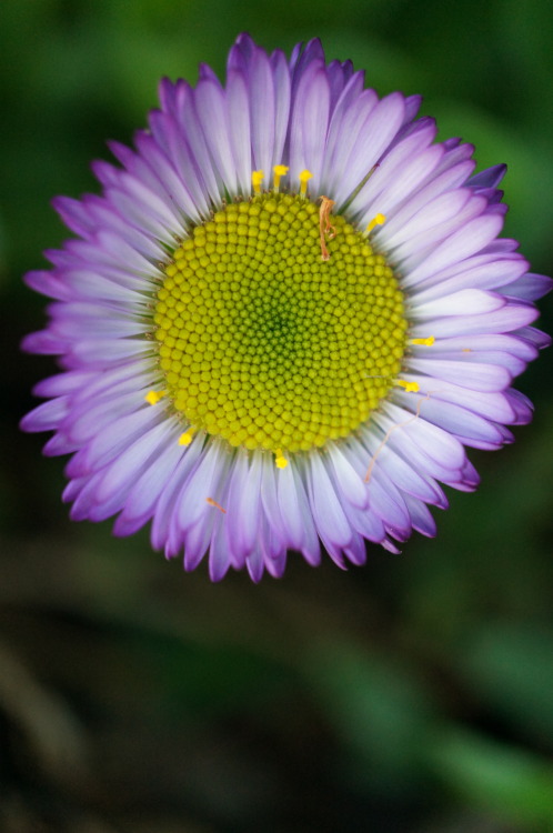 Flowers of the Week #10 - March
“ Flowers in my garden, March 6, 2014
“ I finally got home early enough to go out into the garden and take some pictures today. I’ve so busy lately. So much to see. Tiny miracles everywhere.
” ”