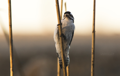 seebest: Woodpecker at Ojibway Park - Windsor, Ontario.