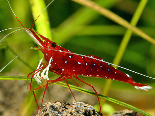 Caridina dennerli by Peter M4 on Flickr.