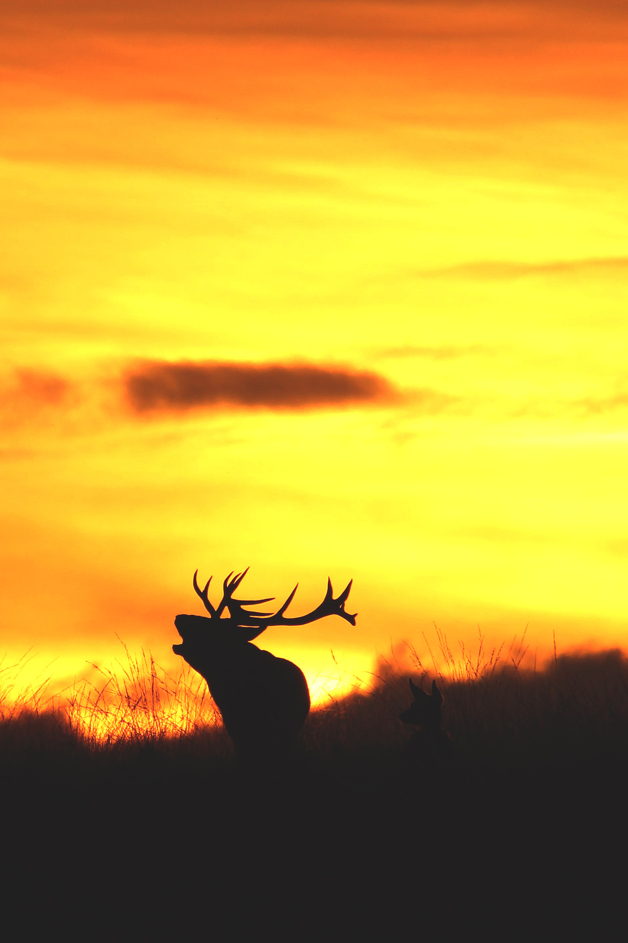 wavemotions:  Bellowing At The Setting Sun