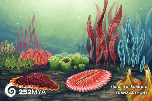 The Secret Garden Of Ediacara And The Origin Of Complex Life