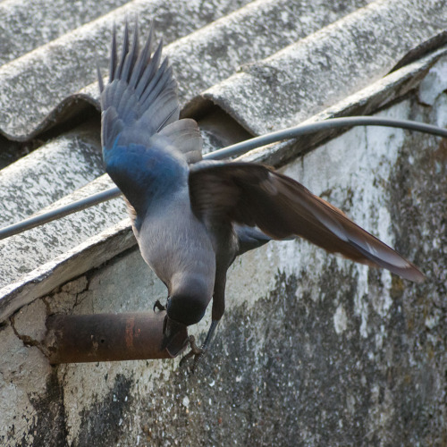 agarwalsonika7:Thirsty Crow… But pebbles will not help here…