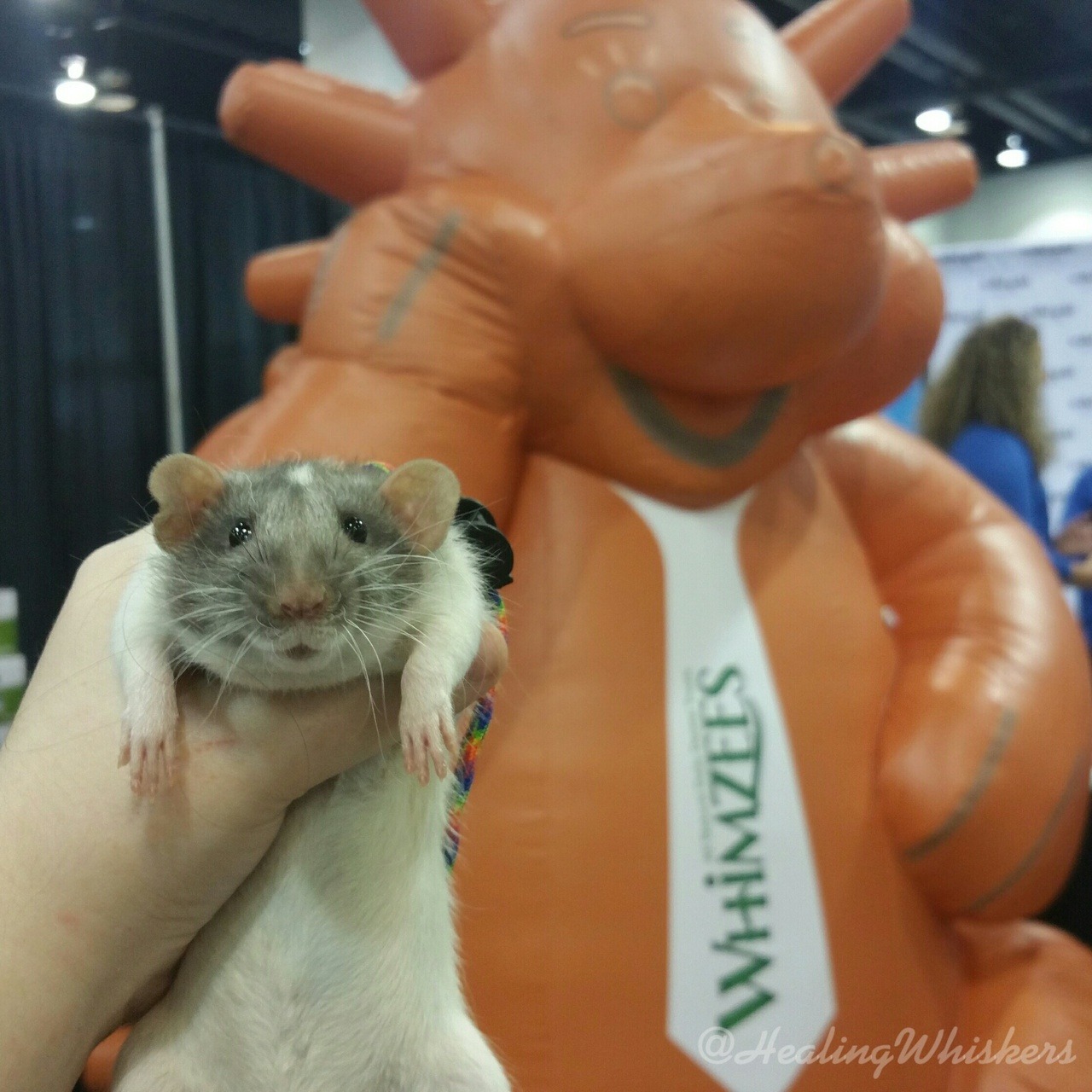 healingwhiskers: Show of hands..how many rat parents use WHIMZEES Dog Chews?  Wellness