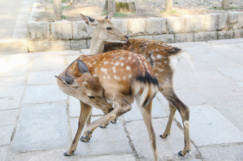 chasingbokeh:  Sika Deer of Nara, Japan 