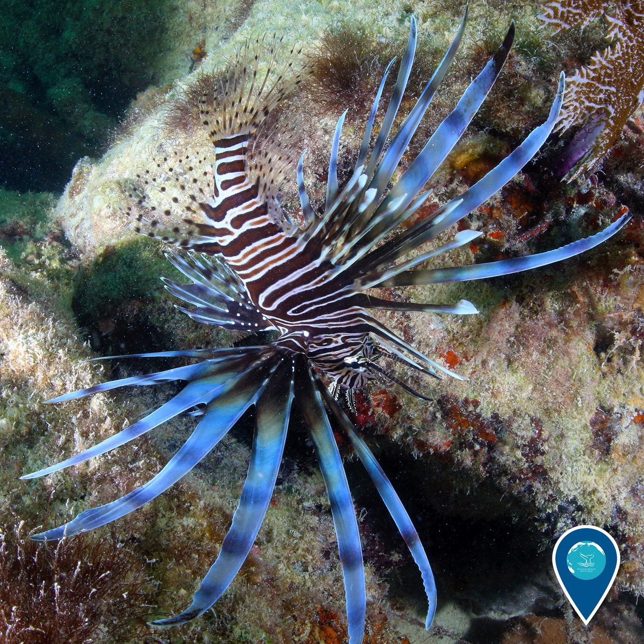 Invasive Species Week is upon us, and what better way to kick off the week than with the infamous *drumroll please* lionfish! 🦁🐠In recent years, Indo-Pacific lionfish have been found in coral reefs throughout the southeast Atlantic, Gulf of Mexico,...