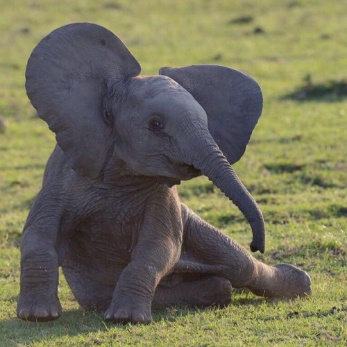 shopivoryella:  *casually poses for picture* adult photos