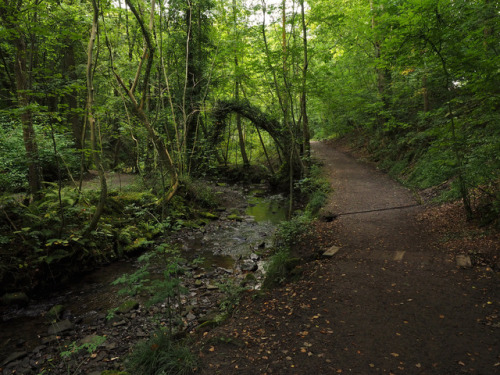 whitely woods trail by Johnson Cameraface