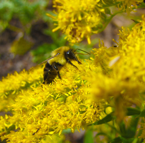 October 25, 2015 - Bee on SolidagoI don’t know which type of goldenrod this is, but all the others h