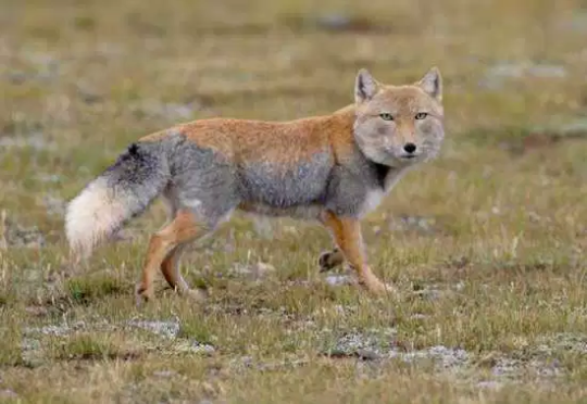 mad-hare:  skellyduns:  Just a reminder that tibetan foxes are a thing How is this real It’s head to big No  next time I draw a fox and it comes out ugly I’ll just say it’s a Tibetan fox and suddenly my art will be super realistic 