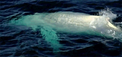 huffingtonpost:  This very rare all-white humpback seriously looks like a ghost.