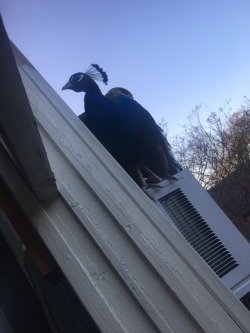 mothbug:woke up and thought someone was trying to break into my house but it’s just this fucking peacock sitting on my AC unit because nothing in New Orleans makes sense. he’s letting me scratch his chin and we’re friends now