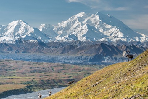 Caribou graze in front of Denali, the tallest mountain in North America at 20,310 feet (6,190 metres