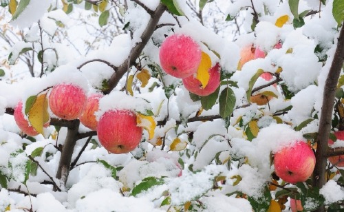 ssolson:fuckyeahchinesegarden:  apples trees in winter snow   Natural refrigeration