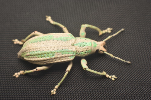 onenicebugperday: Weevil, Compsus viridivittatus, Colombia Photo 1 by sebastianberrio, photos 2-5 by