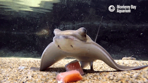 colescrow:montereybayaquarium:It’s a baby bat ray brunch! Using plate-like teeth to grind and chew t