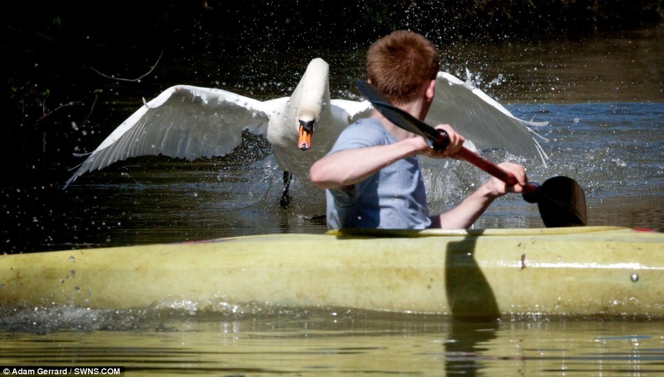 batreaux:  unexplained-events:  Tyson the Swan Tyson will attack you if you come