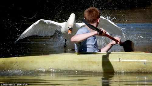 kim-kanye-baby:  unexplained-events:  Tyson the Swan Tyson will attack you if you come within a two-mile stretch of the Grand Union Canal in Bugbrooke, Northamptonshire. Joe Davies learned this the hard way and capsized. SOURCE  U kno he dead