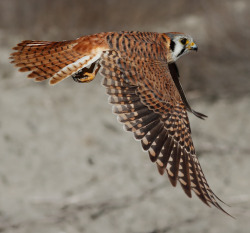 peregrineinastoop:  American Kestrel by bmse