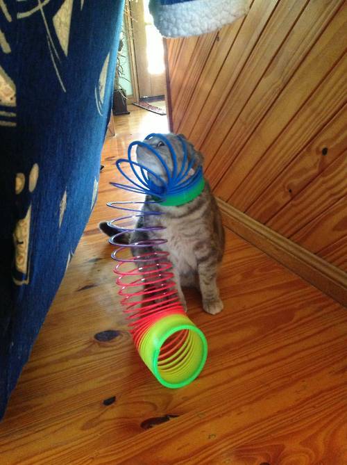 the-absolute-best-gifs: Cats Stuck in Things