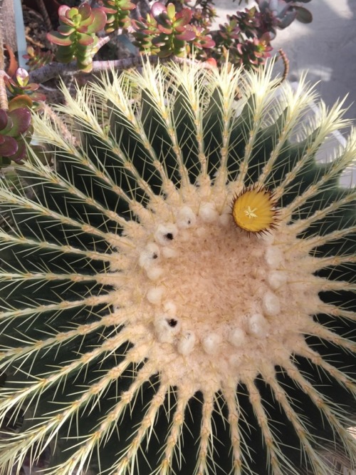 Huge Cactus Flower at the Wellesley College Greenhouse