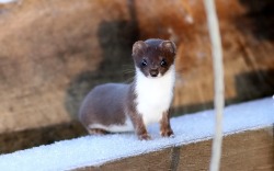 wapiti3: Stoat (Mustela erminea), also known as the short-tailed weasel,     Photographer: Jan Larsson   