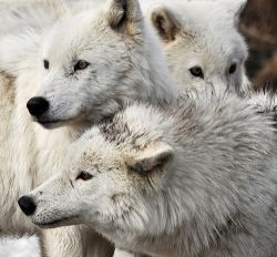 Stop Killing Wolves!