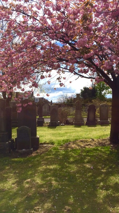 undereyelouisvuittons:The graveyard was so pretty