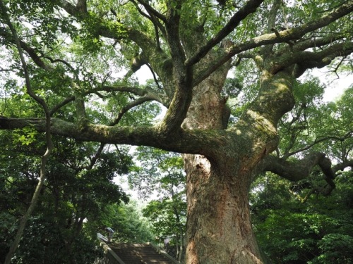 The Big Camphor Tree in Hiroshima2017 Summer OLYMPUS E-M5Motoujina Lighthouse Hiroshima city Hiroshi