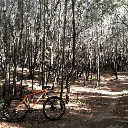 justinpshepherd:  This orange cat loves Mondays. #mtbmondays #mtb #somafab #bside #shredsled #laterg