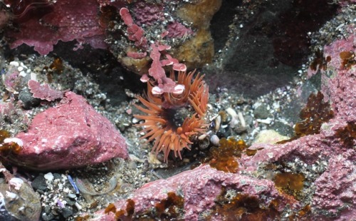 top to bottom: some kind of anemone, nudibranch egg cases, and a red abalone