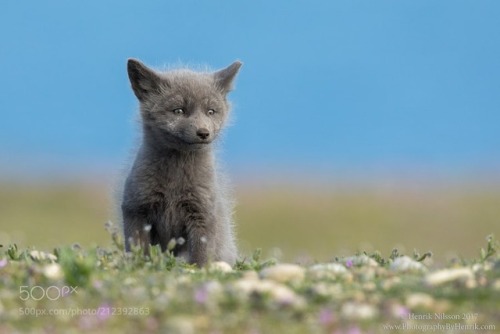 A Brief Rest By PhotographyByHenrik