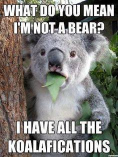 Funny koala