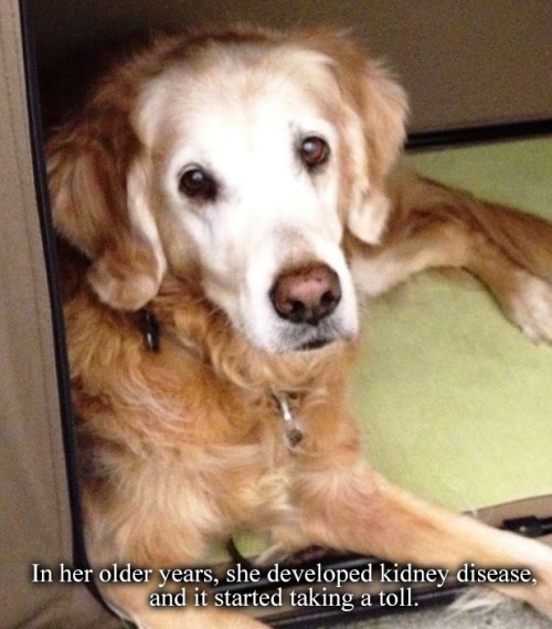 hawkeyedflame:  fuckyeah-nerdery:  thefiveandahalfminutehallway:  ronpaulproblems:  I’m not crying you’re crying   Always remember the 9/11 Search and Rescue dogs.  So many of them became depressed and distraught because they were trained to find