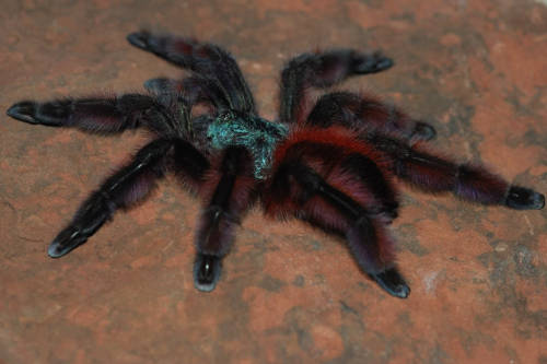 youvegothmail: Avicularia versicolor