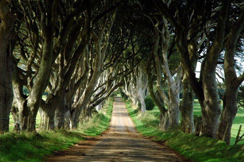 bonitavista:  The Dark Hedges, Northern Ireland porn pictures